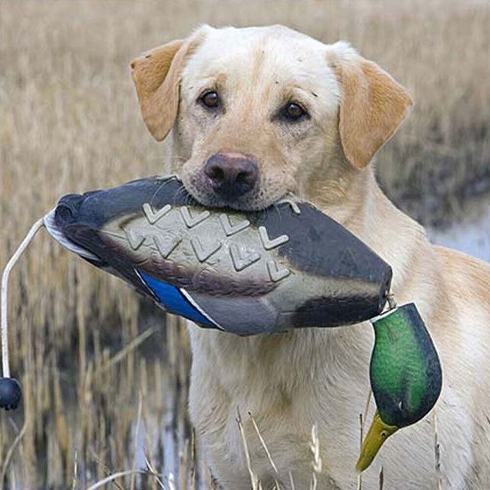 Bite dayanıklı köpek eğitim oy - Decoy Duck Plastic incelemesi ve fiyatı